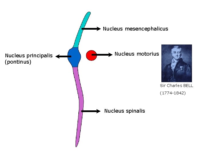 Nucleus mesencephalicus Nucleus principalis (pontinus) Nucleus motorius Sir Charles BELL (1774 -1842) Nucleus spinalis