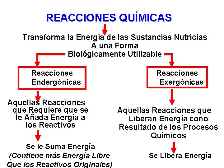 REACCIONES QUÍMICAS Transforma la Energía de las Sustancias Nutricias A una Forma Biológicamente Utilizable