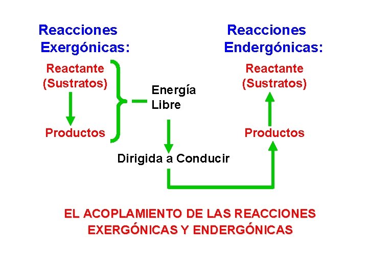 Reacciones Exergónicas: Reactante (Sustratos) Reacciones Endergónicas: Energía Libre Productos Reactante (Sustratos) Productos Dirigida a