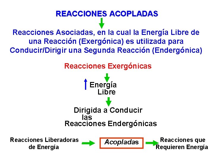REACCIONES ACOPLADAS Reacciones Asociadas, en la cual la Energía Libre de una Reacción (Exergónica)