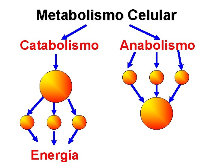 Metabolismo Celular Catabolismo Energía Anabolismo 