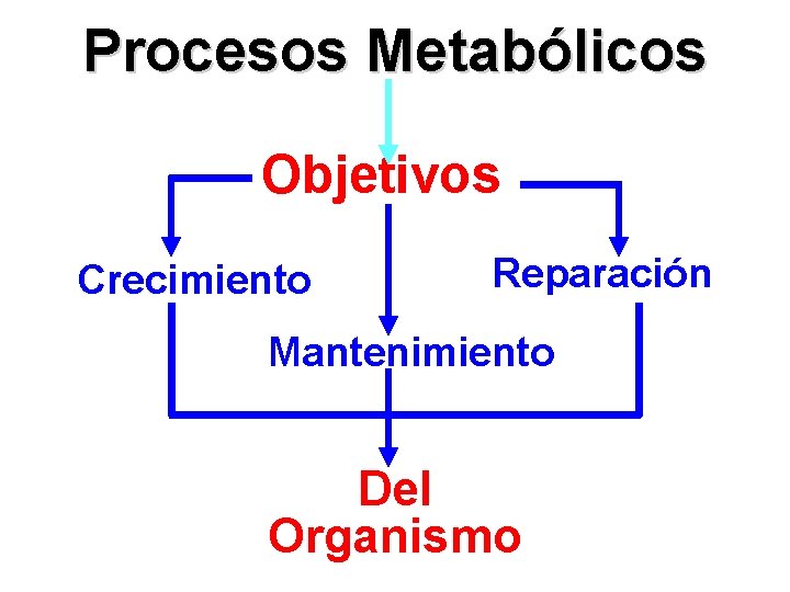 Procesos Metabólicos Objetivos Crecimiento Reparación Mantenimiento Del Organismo 