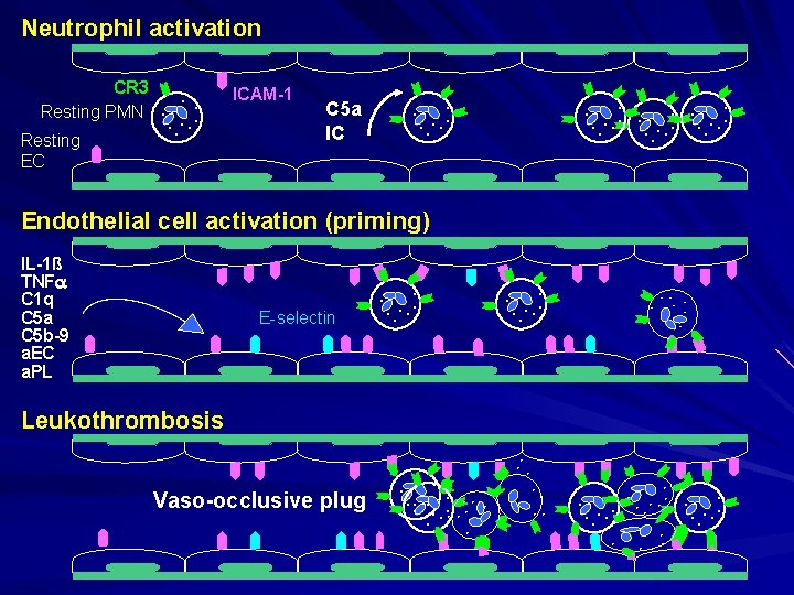 Neutrophil activation CR 3 Resting PMN Resting EC . . . . ICAM-1 C
