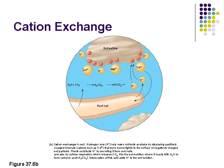 Cation Exchange Soil particle – K+ – Cu 2+ – – – K+ Ca