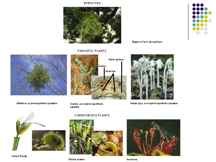 EPIPHYTES Staghorn fern, an epiphyte PARASITIC PLANTS Host’s phloem Dodder Haustoria Mistletoe, a photosynthetic