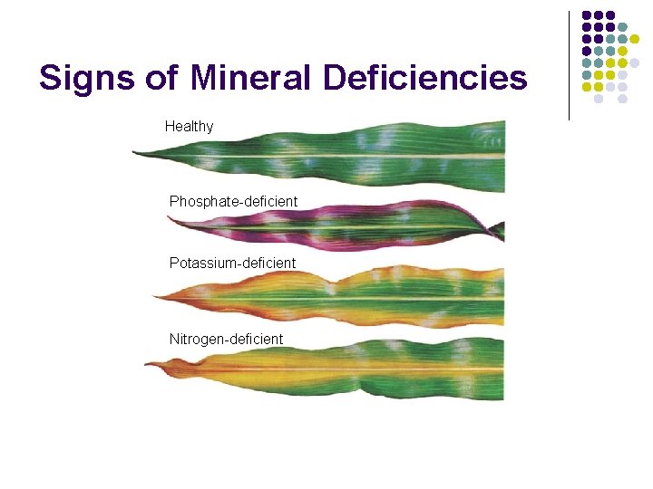Signs of Mineral Deficiencies Healthy Phosphate-deficient Potassium-deficient Nitrogen-deficient 