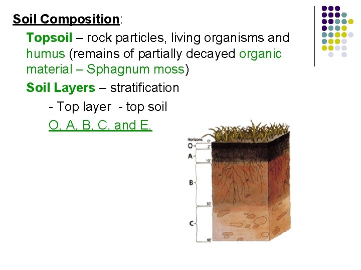 Soil Composition: Topsoil – rock particles, living organisms and humus (remains of partially decayed