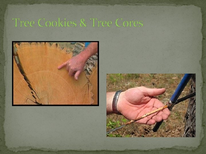 Tree Cookies & Tree Cores 