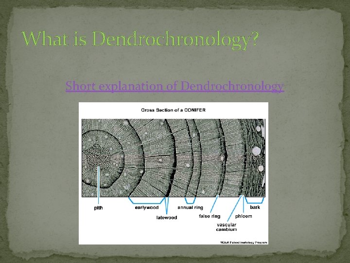 What is Dendrochronology? Short explanation of Dendrochronology 