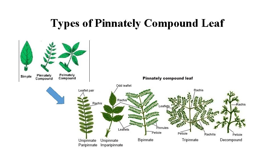 Types of Pinnately Compound Leaf 