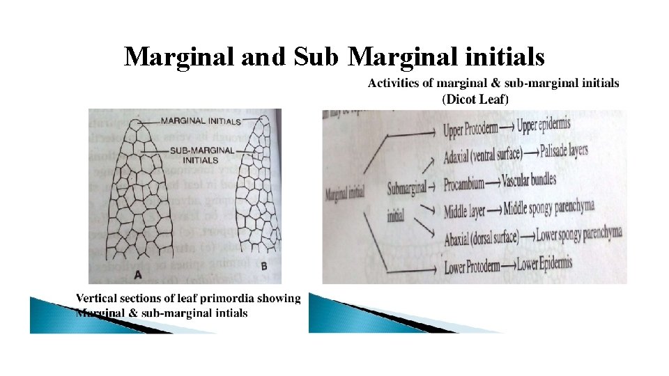 Marginal and Sub Marginal initials 