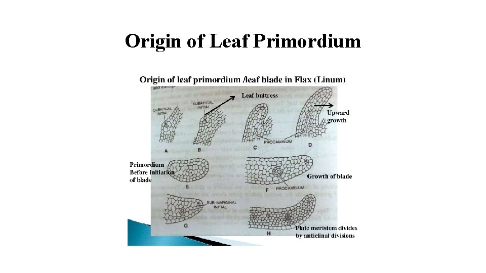 Origin of Leaf Primordium 
