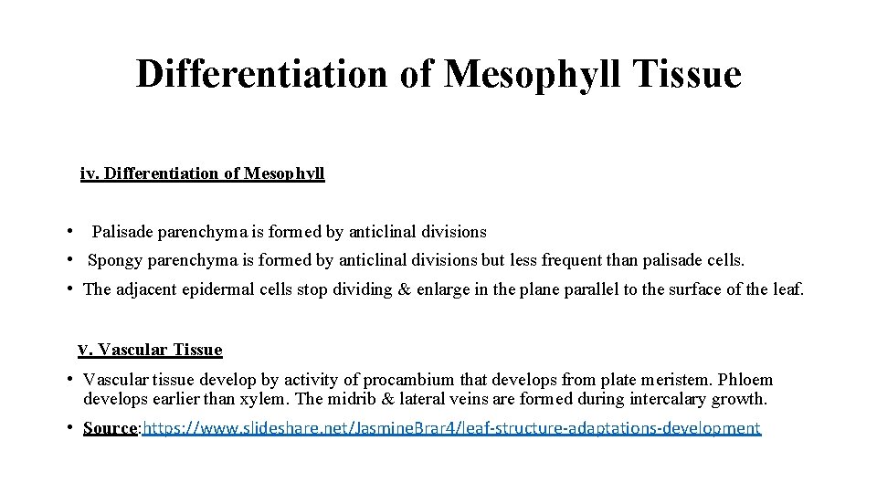 Differentiation of Mesophyll Tissue iv. Differentiation of Mesophyll • Palisade parenchyma is formed by