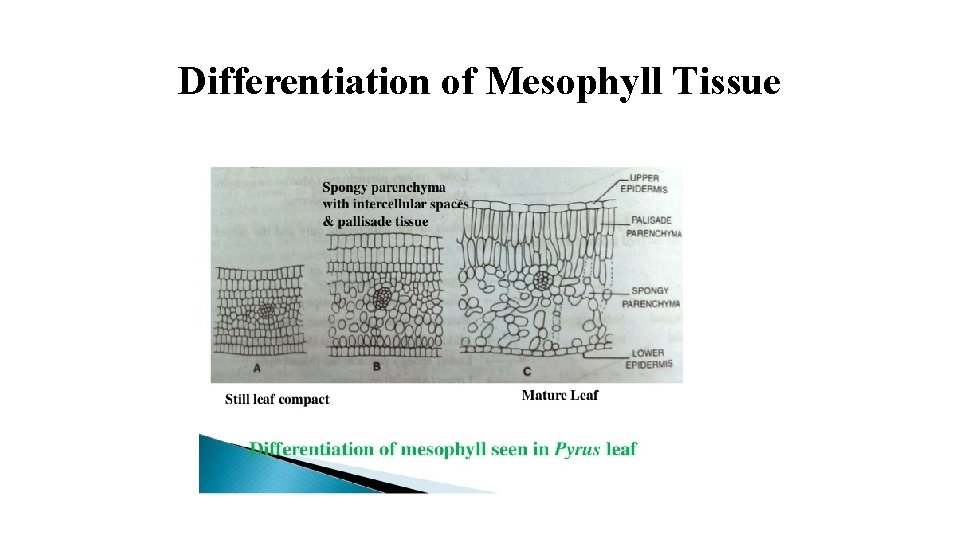 Differentiation of Mesophyll Tissue 