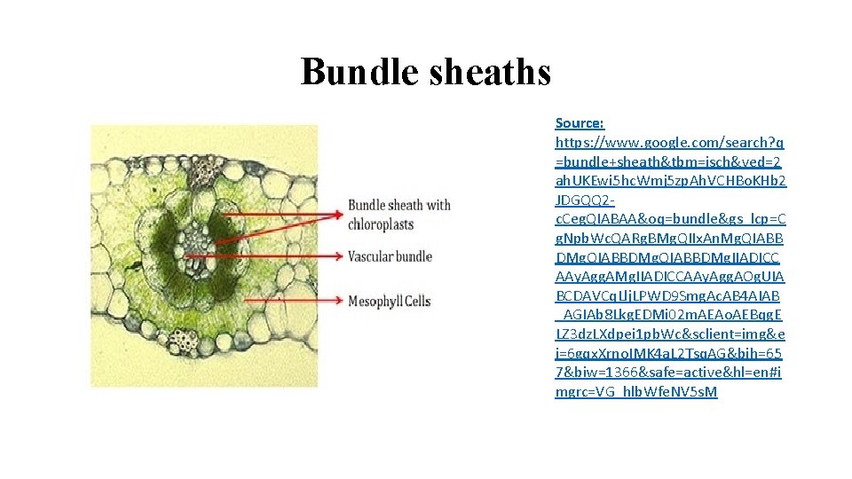 Bundle sheaths Source: https: //www. google. com/search? q =bundle+sheath&tbm=isch&ved=2 ah. UKEwi 5 hc. Wmj
