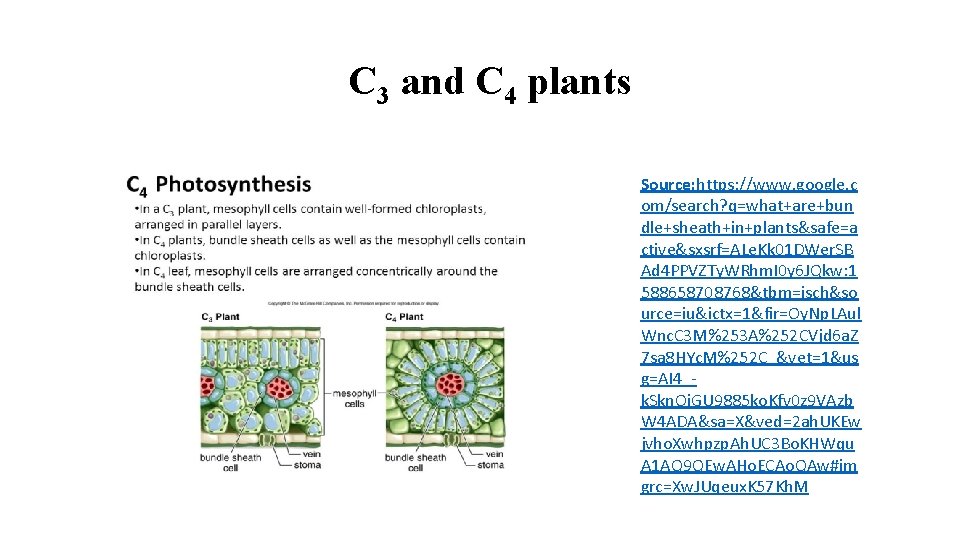 C 3 and C 4 plants Source: https: //www. google. c om/search? q=what+are+bun dle+sheath+in+plants&safe=a