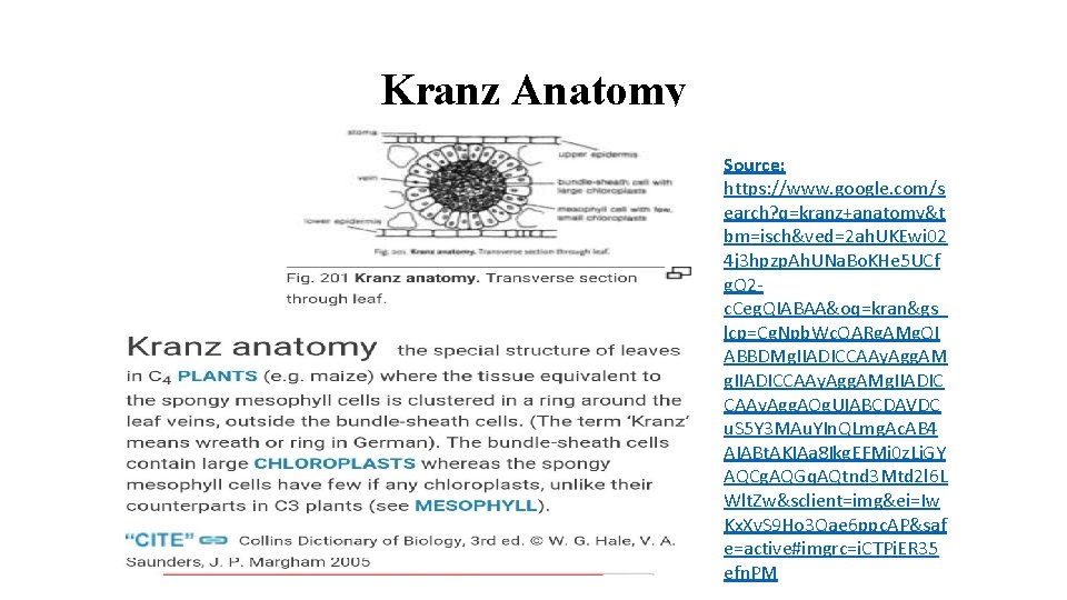 Kranz Anatomy Source: https: //www. google. com/s earch? q=kranz+anatomy&t bm=isch&ved=2 ah. UKEwi 02 4