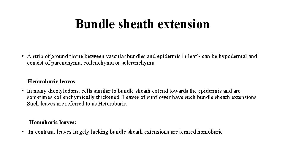 Bundle sheath extension • A strip of ground tissue between vascular bundles and epidermis
