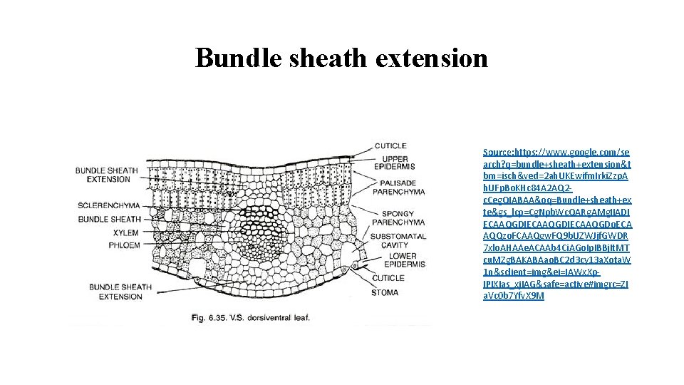 Bundle sheath extension Source: https: //www. google. com/se arch? q=bundle+sheath+extension&t bm=isch&ved=2 ah. UKEwifm. Irki.