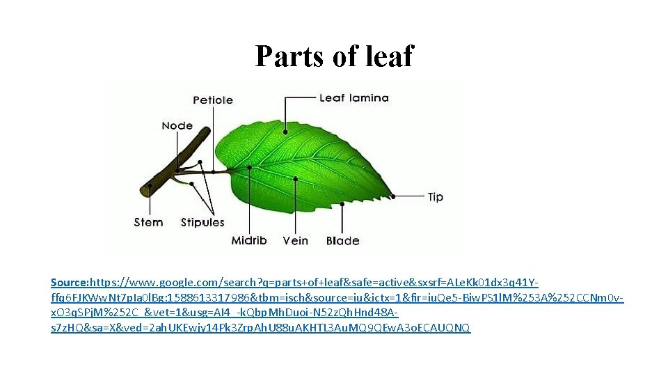 Parts of leaf Source: https: //www. google. com/search? q=parts+of+leaf&safe=active&sxsrf=ALe. Kk 01 dx 3 q