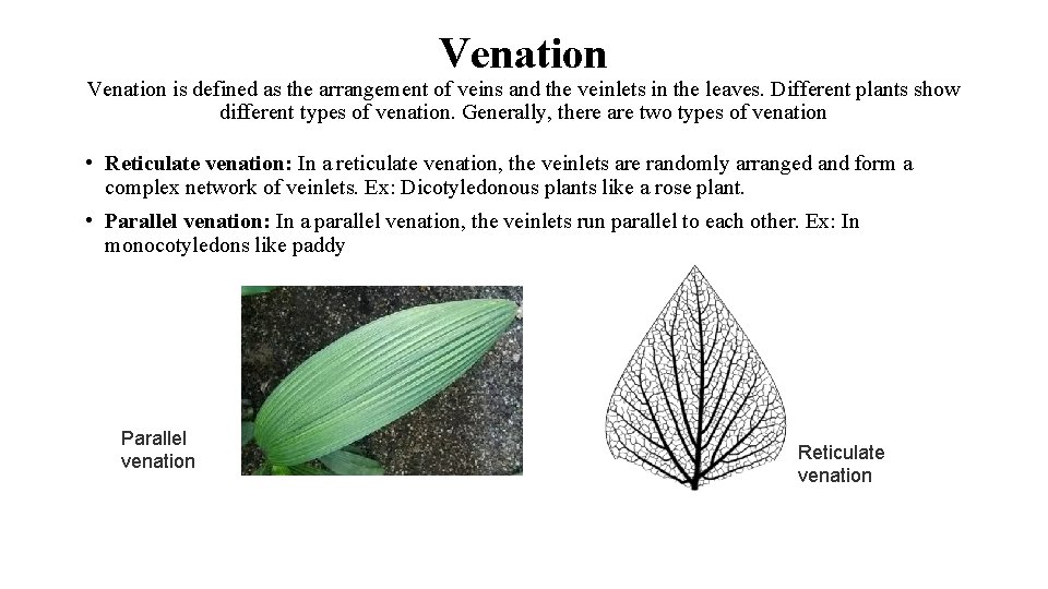 Venation is defined as the arrangement of veins and the veinlets in the leaves.