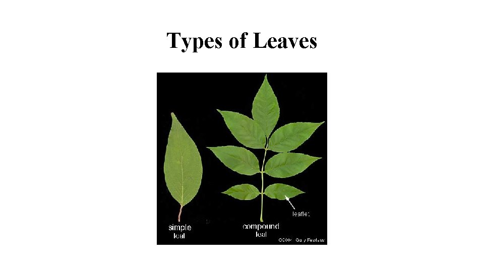 Types of Leaves 