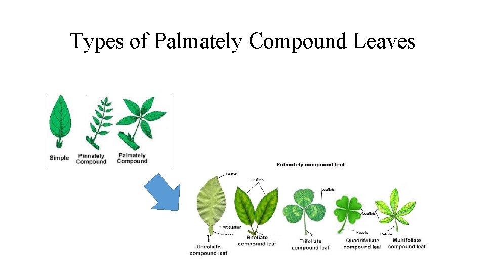 Types of Palmately Compound Leaves 
