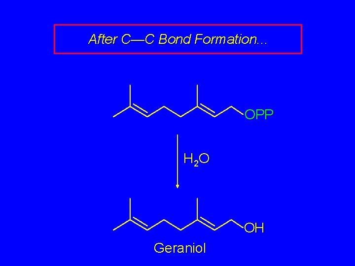 After C—C Bond Formation. . . OPP H 2 O OH Geraniol 
