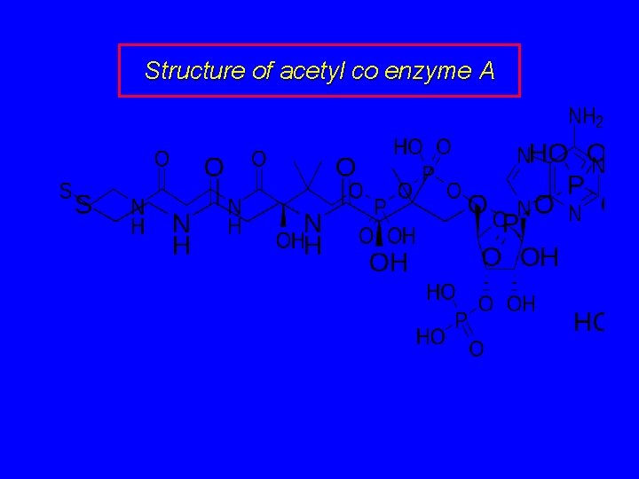 Structure of acetyl co enzyme A 
