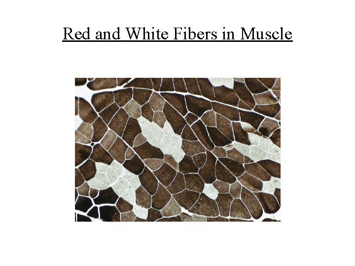 Red and White Fibers in Muscle 