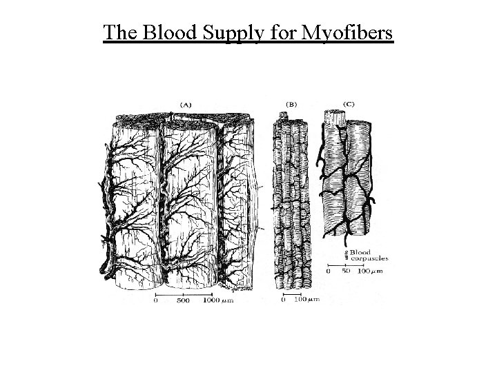 The Blood Supply for Myofibers 