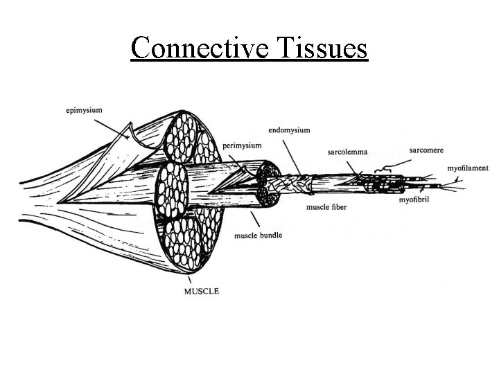 Connective Tissues 