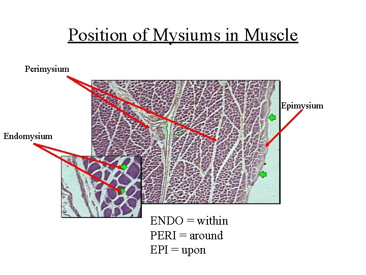 Position of Mysiums in Muscle Perimysium Epimysium Endomysium ENDO = within PERI = around