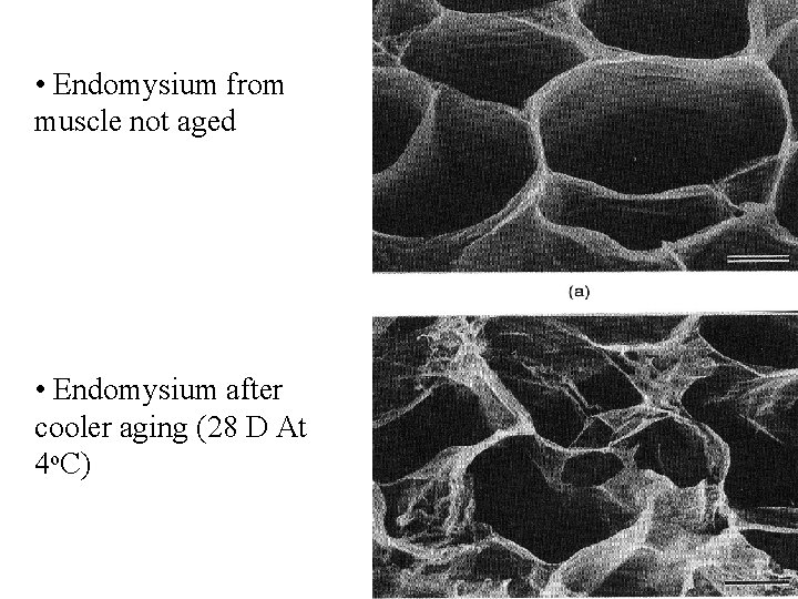  • Endomysium from muscle not aged • Endomysium after cooler aging (28 D