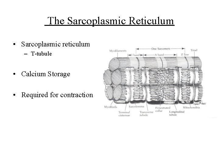 The Sarcoplasmic Reticulum • Sarcoplasmic reticulum – T-tubule • Calcium Storage • Required for