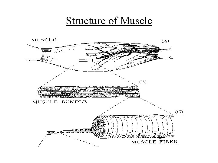 Structure of Muscle 