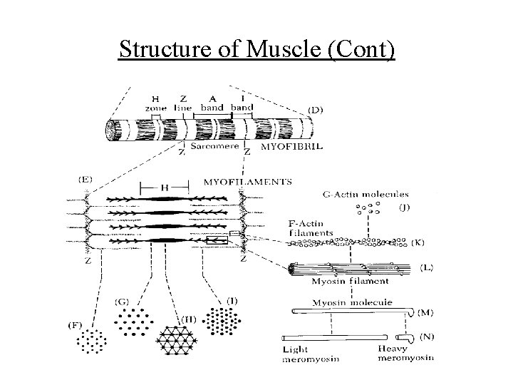 Structure of Muscle (Cont) 