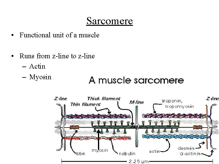 Sarcomere • Functional unit of a muscle • Runs from z-line to z-line –