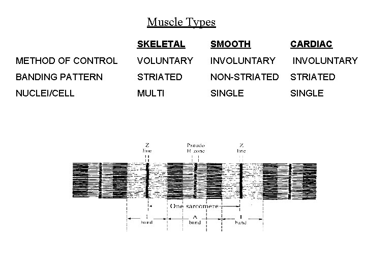 Muscle Types SKELETAL SMOOTH CARDIAC METHOD OF CONTROL VOLUNTARY INVOLUNTARY BANDING PATTERN STRIATED NON-STRIATED