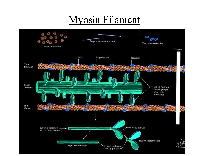 Myosin Filament 