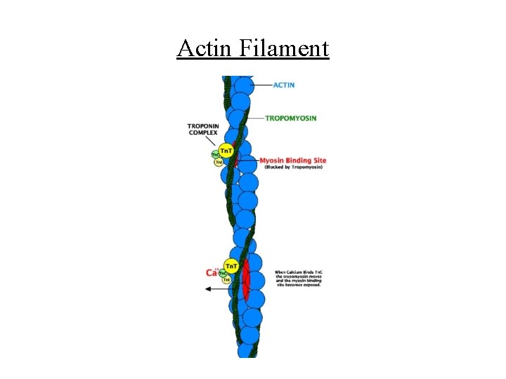 Actin Filament 