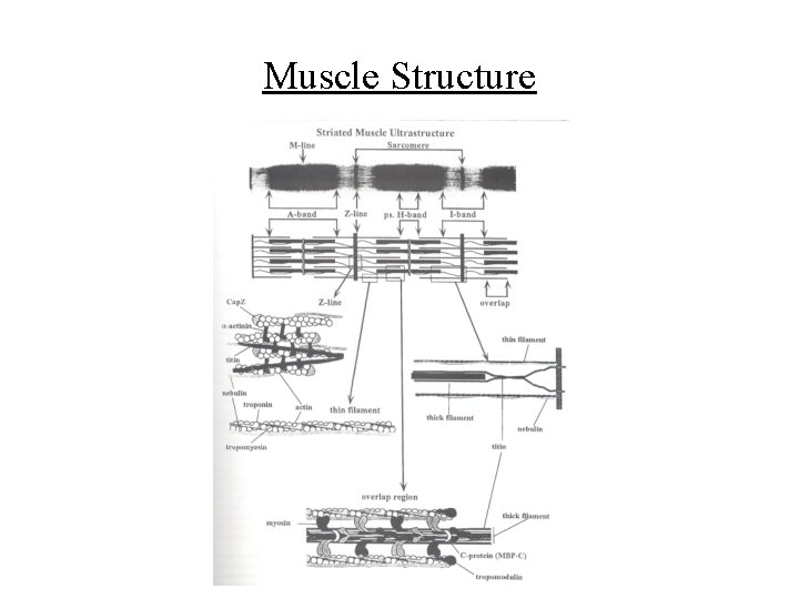 Muscle Structure 