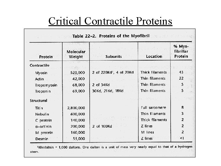 Critical Contractile Proteins 