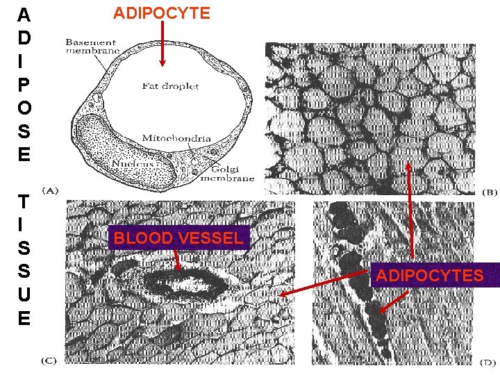 A D I P O S E T I S S U E ADIPOCYTE