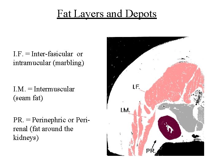 Fat Layers and Depots I. F. = Inter-fasicular or intramucular (marbling) I. M. =