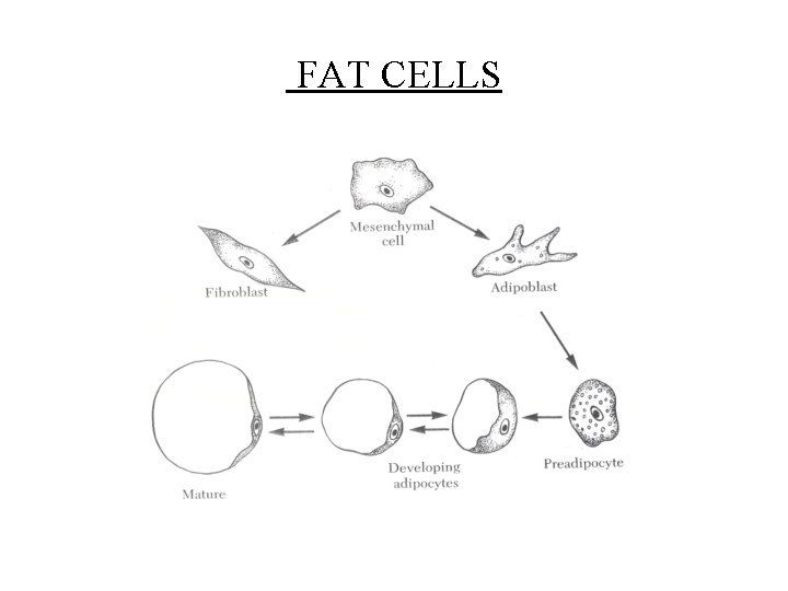 FAT CELLS Adipoblasts develop at widely varying rates in different parts of the body.