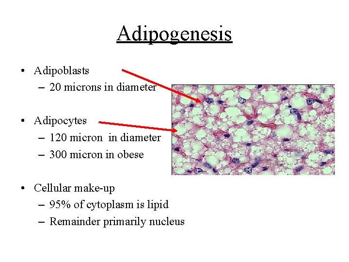 Adipogenesis • Adipoblasts – 20 microns in diameter • Adipocytes – 120 micron in