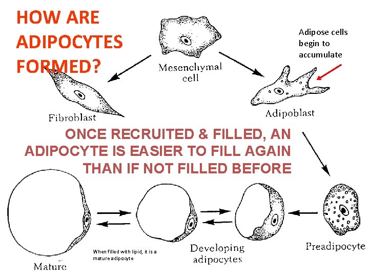 HOW ARE ADIPOCYTES FORMED? ONCE RECRUITED & FILLED, AN ADIPOCYTE IS EASIER TO FILL