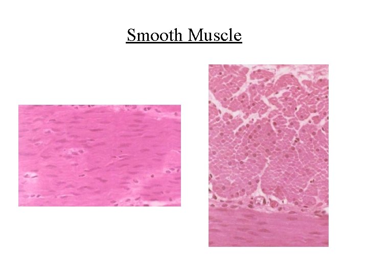 Smooth Muscle 