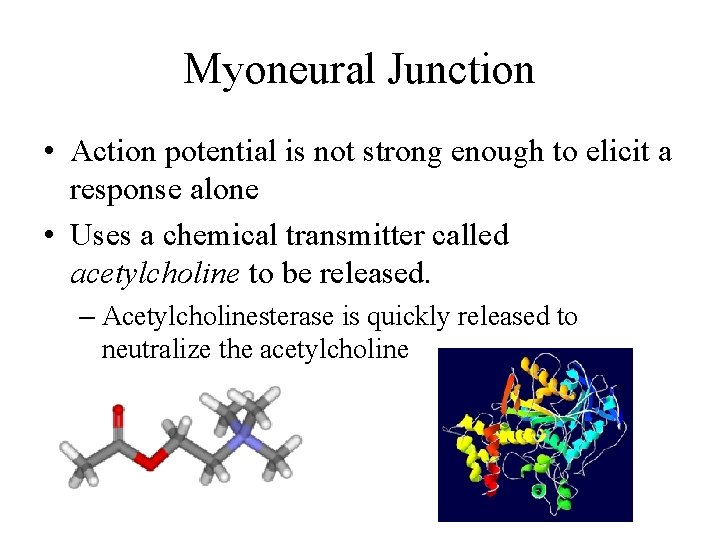 Myoneural Junction • Action potential is not strong enough to elicit a response alone